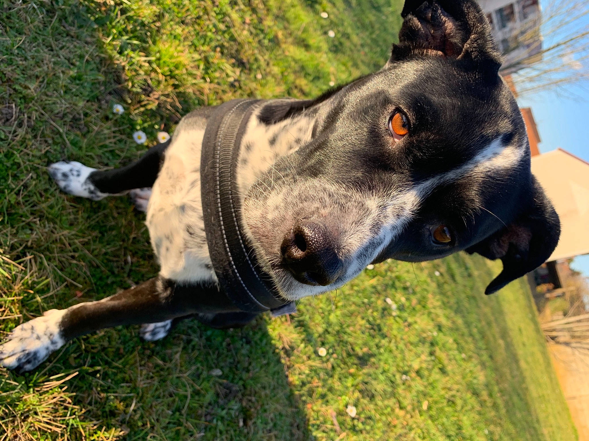 Malice a rejoint le concours — aidez-le/la à gagner de superbes lots ! art, canidae, carnivore, collar, companion_dog, dog, dog_breed, dog_collar, dog_supply, fang, fashion_accessory, fawn, grass, guard_dog, plant, sculpture, snout, sporting_group, whiskers, working_animal