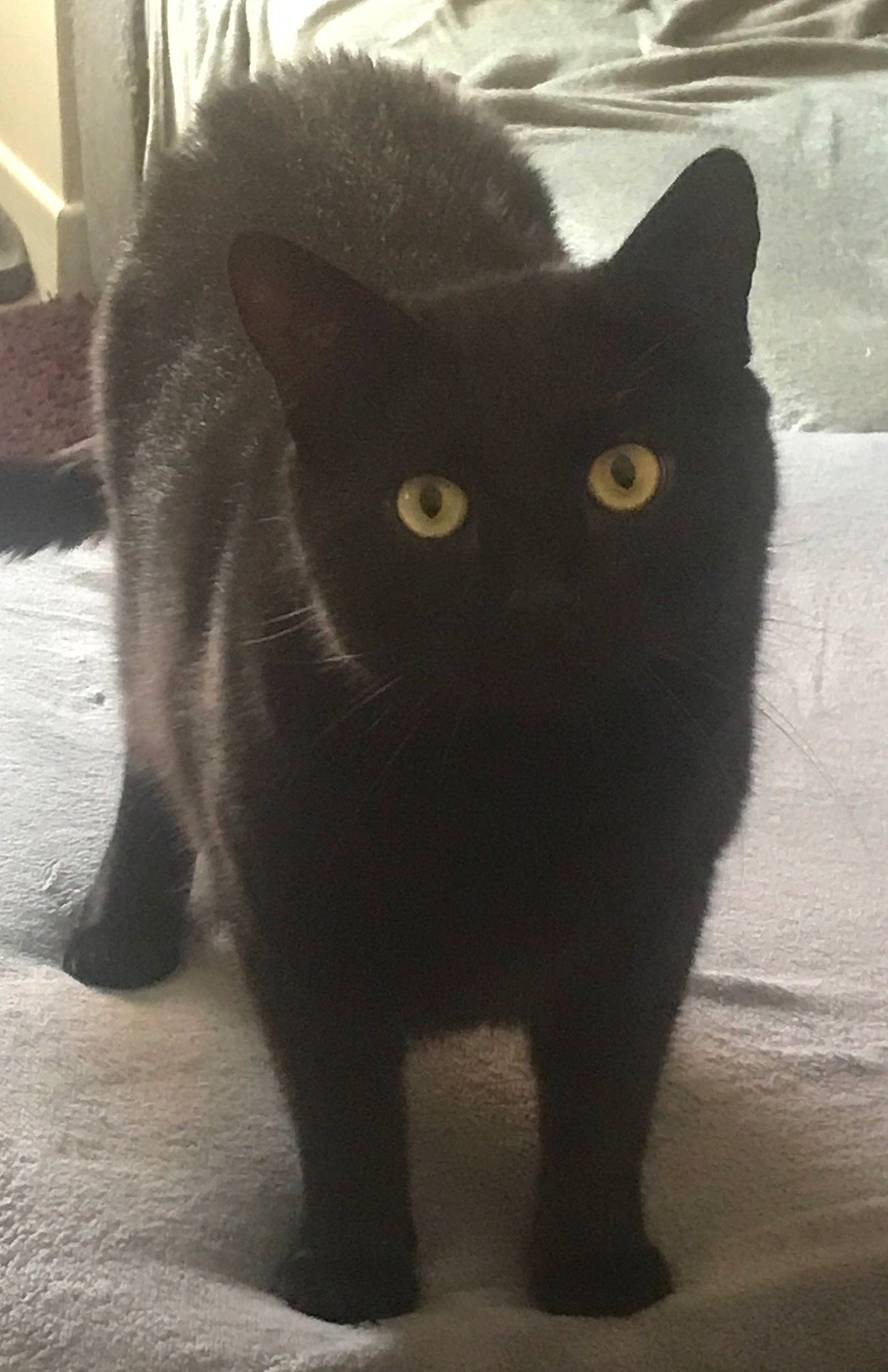 Litchy a rejoint le concours — aidez-le/la à gagner de superbes lots ! asian, black, black_cat, bombay, british_shorthair, carnivore, cat, chartreux, domestic_short_haired_cat, eye, felidae, kitten, korat, mammal, russian_blue, small_to_medium_sized_cats, snout, tail, vertebrate, whiskers