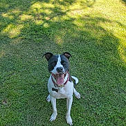 Haven is registered to the contest to win money with this photo: dog, black_and_white, grass, outdoor, pet, happy, tongue_out, collar, sunlight, shadow, playful, canine, sitting, animal, nature, daylight, ears_up, friendly, lawn, smiling