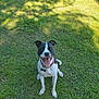 dog, black_and_white, grass, outdoor, pet, happy, tongue_out, collar, sunlight, shadow, playful, canine, sitting, animal, nature, daylight, ears_up, friendly, lawn, smiling