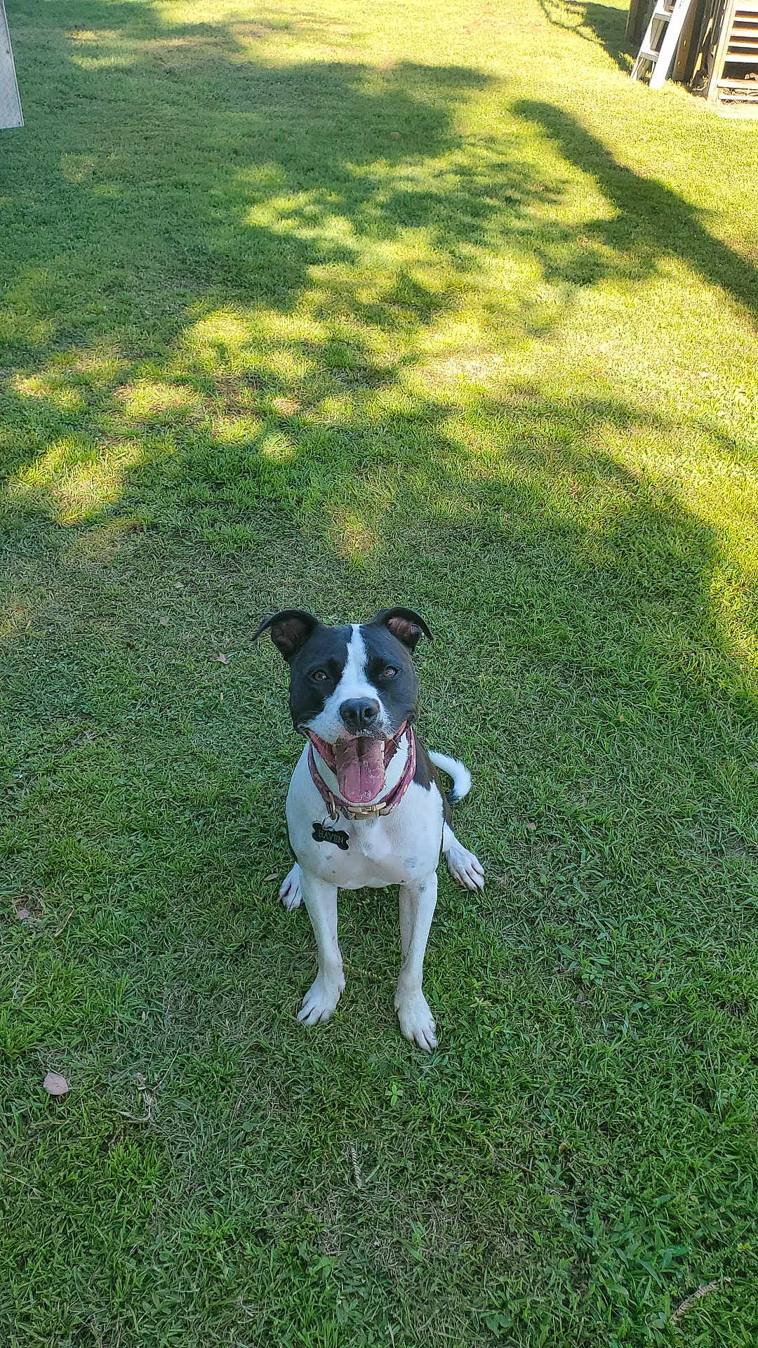 Haven is registered to the contest to win money with this photo: dog, black_and_white, grass, outdoor, pet, happy, tongue_out, collar, sunlight, shadow, playful, canine, sitting, animal, nature, daylight, ears_up, friendly, lawn, smiling