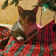 Cutie Pie joined the competition — help win amazing prizes! cat, christmas_tree, plaid, tree_skirt, holiday_lights, indoor, pet, feline, decorations, festive, cozy, background, floor, animal, christmas, celebration, domestic_cat, resting, red, green