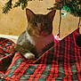 cat, christmas_tree, plaid, tree_skirt, holiday_lights, indoor, pet, feline, decorations, festive, cozy, background, floor, animal, christmas, celebration, domestic_cat, resting, red, green