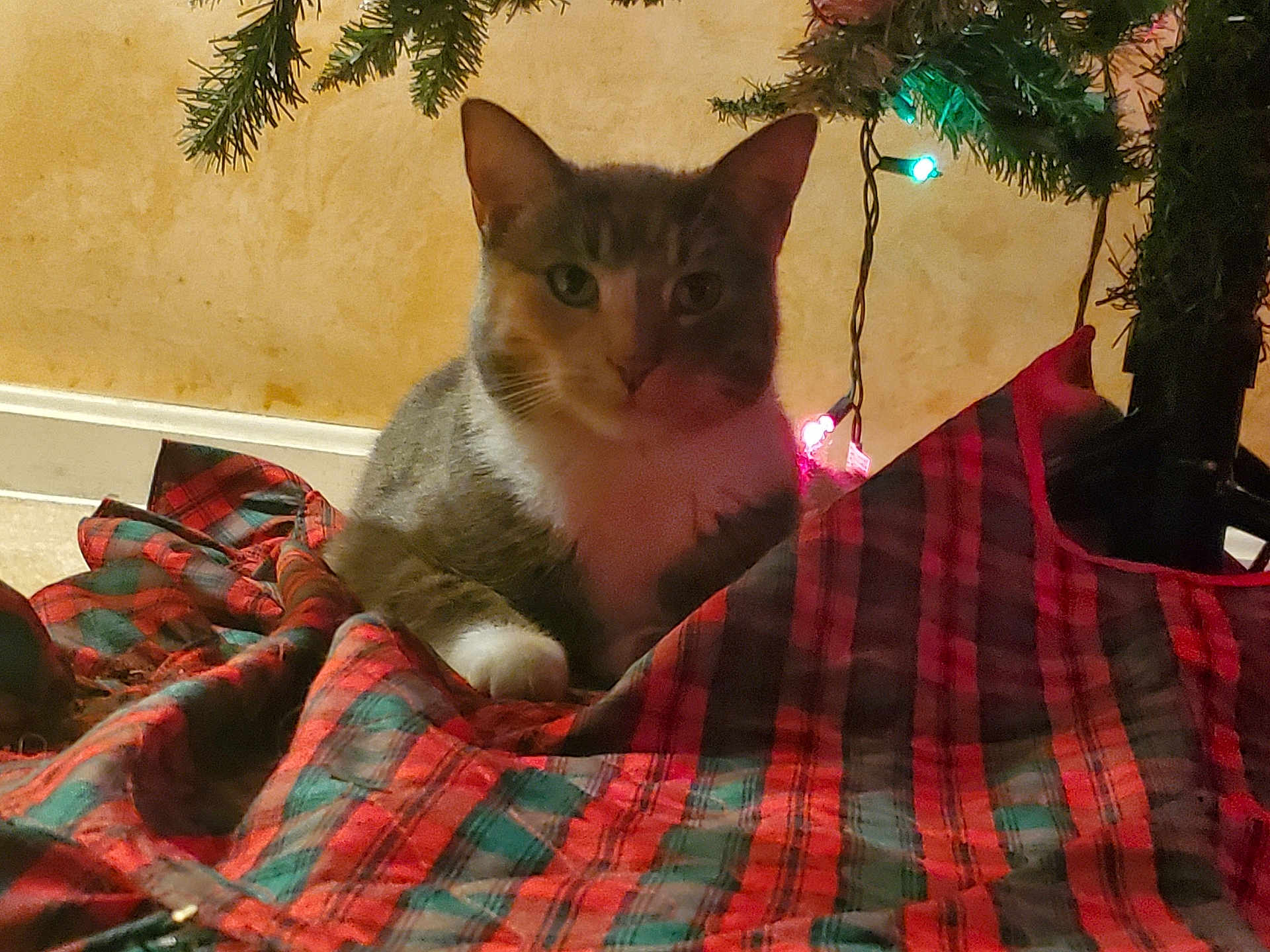 Cutie Pie joined the competition — help win amazing prizes! cat, christmas_tree, plaid, tree_skirt, holiday_lights, indoor, pet, feline, decorations, festive, cozy, background, floor, animal, christmas, celebration, domestic_cat, resting, red, green