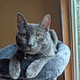 cat, gray_cat, pet, indoor, cat_tree, feline, window, relaxed, animal, whiskers, ears, paws, fur, close_up, portrait, domestic_animal, looking, resting, home, natural_light