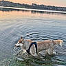 Baïga participe au concours pour gagner de l'argent avec cette photo : dog, lake, water, sunset, outdoors, nature, shoreline, splashing, swimming, wading, harness, fluffy_tail, wet_fur, reflection, ripples, landscape, trees, sky, adventure, shore