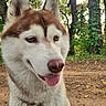 Baïga participe au concours pour gagner de l'argent avec cette photo : dog, husky, siberian_husky, pet, canine, animal, portrait, close_up, face, tongue_out, smiling, outdoors, forest, woodland, trail, trees, ivy, leaves, harness, nature