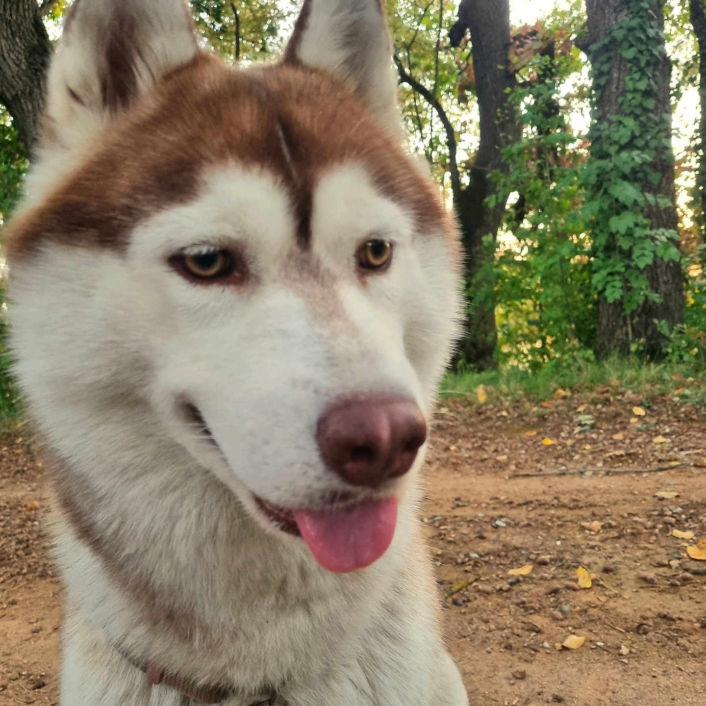 Baïga participe au concours pour gagner de l'argent avec cette photo : dog, husky, siberian_husky, pet, canine, animal, portrait, close_up, face, tongue_out, smiling, outdoors, forest, woodland, trail, trees, ivy, leaves, harness, nature