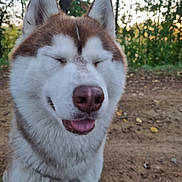 Baïga participe au concours pour gagner de l'argent avec cette photo : dog, siberian_husky, fluffy, white_and_brown, closeup, portrait, outdoor, forest, woodland, nature, sunlight, bokeh, happy, smiling, tongue_out, closed_eyes, ears, muzzle, fur, dirt_path