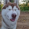 dog, siberian_husky, fluffy, white_and_brown, closeup, portrait, outdoor, forest, woodland, nature, sunlight, bokeh, happy, smiling, tongue_out, closed_eyes, ears, muzzle, fur, dirt_path