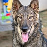 Quartz a rejoint le concours — aidez-le/la à gagner de superbes lots ! dog, canine, wolf_like, portrait, close_up, fluffy, fur, ears, tongue, open_mouth, smiling, brown_fur, gray_fur, amber_eyes, outdoor, backyard, bokeh, blurred_background, animal, pet