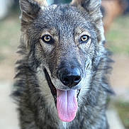 Quartz a rejoint le concours — aidez-le/la à gagner de superbes lots ! dog, canine, wolf_like, gray_fur, fluffy, portrait, close_up, face, eyes, ears, nose, tongue, panting, happy, outdoor, blurred_background, animal, pet, long_fur, centered_composition