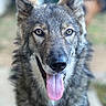 dog, canine, wolf_like, gray_fur, fluffy, portrait, close_up, face, eyes, ears, nose, tongue, panting, happy, outdoor, blurred_background, animal, pet, long_fur, centered_composition