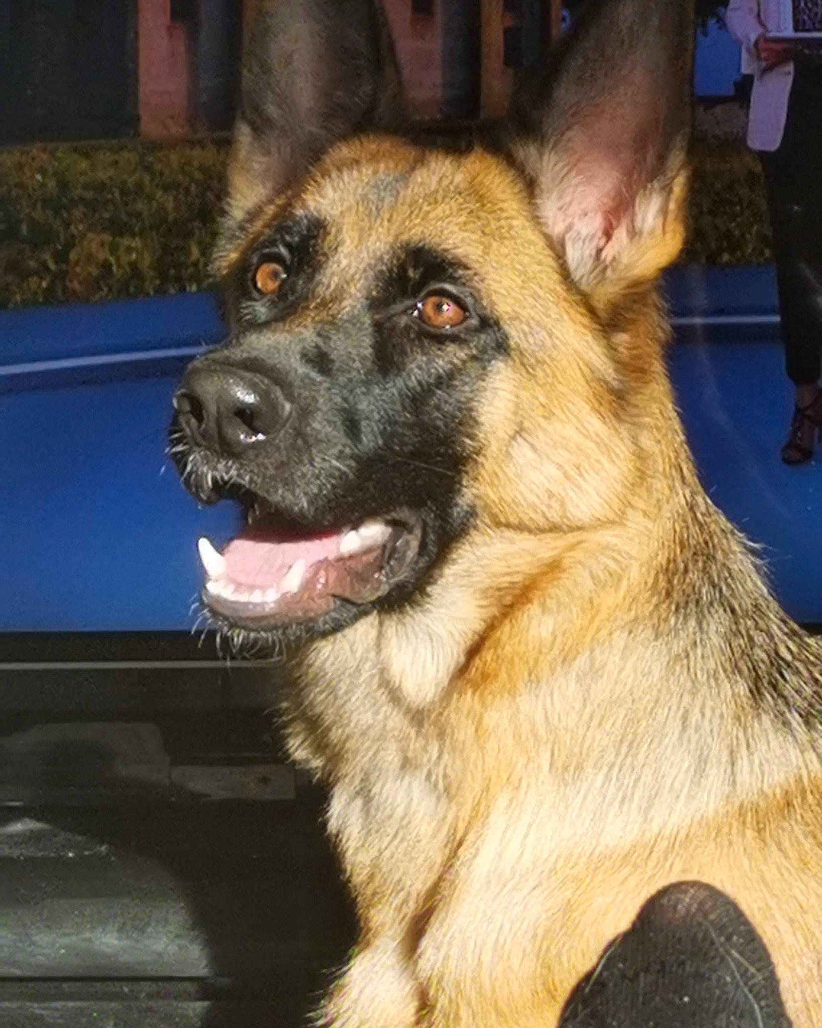 Perla participe au concours pour gagner de l'argent avec cette photo : belgian_shepherd, belgian_shepherd_malinois, canidae, carnivore, dog, dog_breed, east_european_shepherd, fawn, german_shepherd_dog, king_shepherd, kunming_wolfdog, mammal, old_german_shepherd_dog, police_dog, rare_breed_dog, shiloh_shepherd_dog, snout, vertebrate