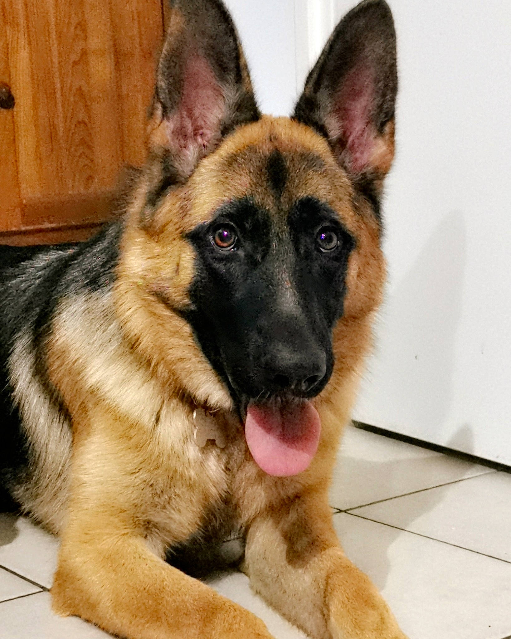 Perla participe au concours pour gagner de l'argent avec cette photo : belgian_shepherd, belgian_shepherd_malinois, canidae, carnivore, dog, dog_breed, ear, east_european_shepherd, fawn, german_shepherd_dog, king_shepherd, kunming_wolfdog, mammal, old_german_shepherd_dog, rare_breed_dog, shiloh_shepherd_dog, snout, tervuren, vertebrate