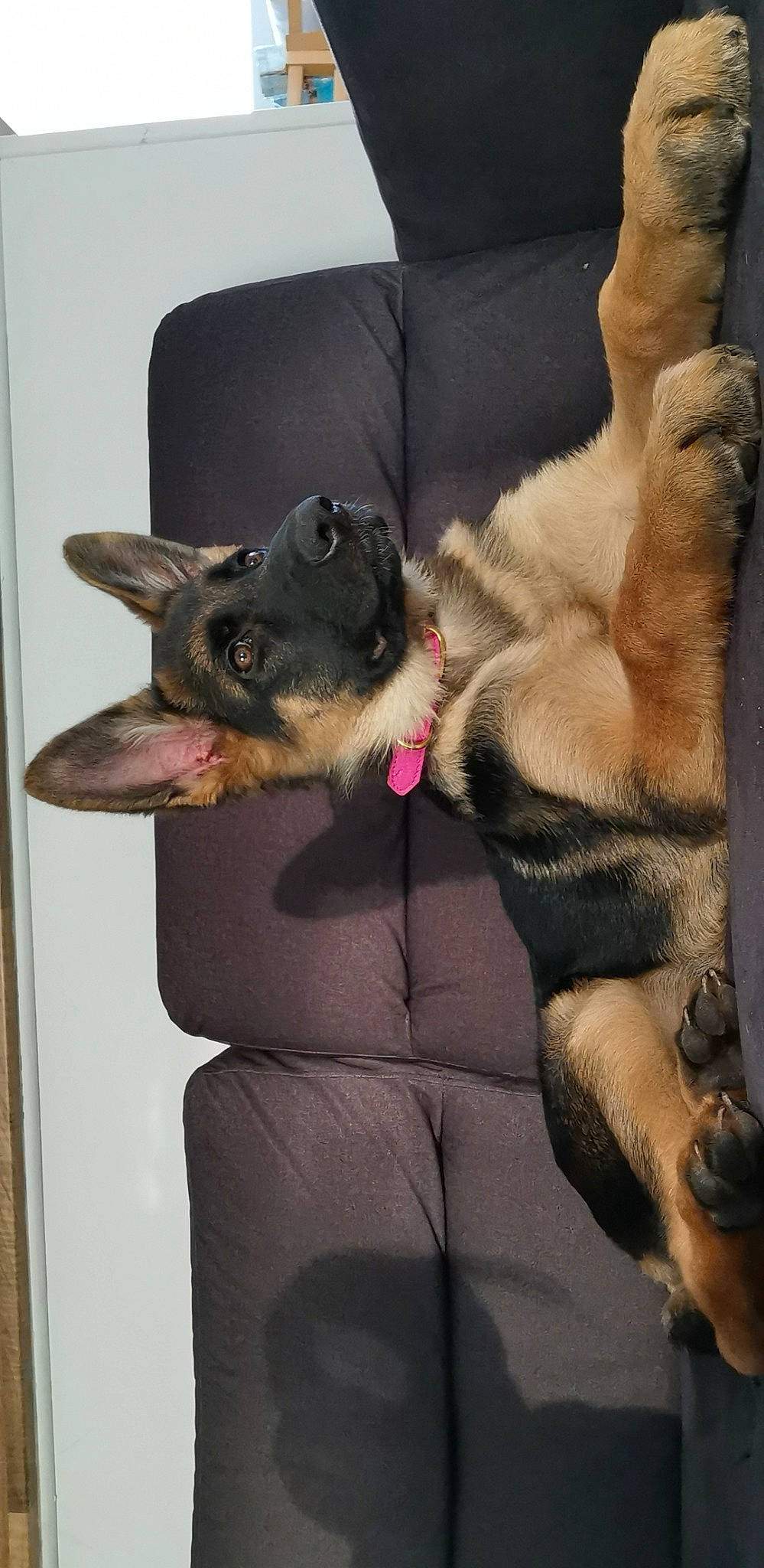 Perla