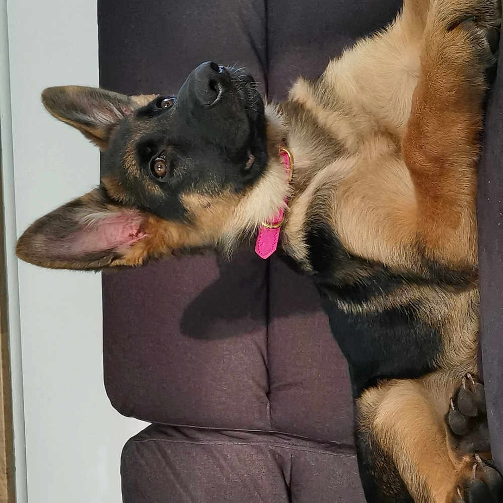 Perla