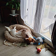 Rebelle a rejoint le concours — aidez-le/la à gagner de superbes lots ! dog, pet, bed, toy, indoor, floor, plant, window, curtain, sunlight, wooden_stool, relaxing, playful, animal, home, cozy, fluffy, light, resting, cheerful