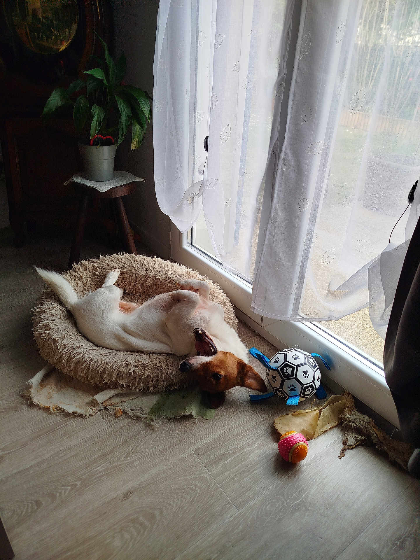 Rebelle a rejoint le concours — aidez-le/la à gagner de superbes lots ! dog, pet, bed, toy, indoor, floor, plant, window, curtain, sunlight, wooden_stool, relaxing, playful, animal, home, cozy, fluffy, light, resting, cheerful