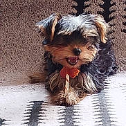 Abby a rejoint le concours — aidez-le/la à gagner de superbes lots ! adorable, animal, black, brown, carpet, chewing, cute, dog, ears, fluffy, fur, indoor, lying_down, mouth_open, patterned_rug, pet, playful, puppy, small_dog, treat