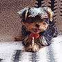 adorable, animal, black, brown, carpet, chewing, cute, dog, ears, fluffy, fur, indoor, lying_down, mouth_open, patterned_rug, pet, playful, puppy, small_dog, treat