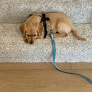 Charlie is registered to the contest to win money with this photo: puppy, dog, golden_retriever, carpet, stairs, leash, harness, wooden_floor, pet, sleepy, cute, young, indoor, animal, fur, canine, resting, domestic, small_dog, cozy