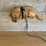 puppy, dog, golden_retriever, carpet, stairs, leash, harness, wooden_floor, pet, sleepy, cute, young, indoor, animal, fur, canine, resting, domestic, small_dog, cozy