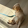 Charlie is registered to the contest to win money with this photo: puppy, dog, golden_retriever, floor, wooden_floor, leash, sunlight, shadow, pet, animal, cute, furry, young, indoor, resting, relaxed, side_view, domestic_animal, small, canine