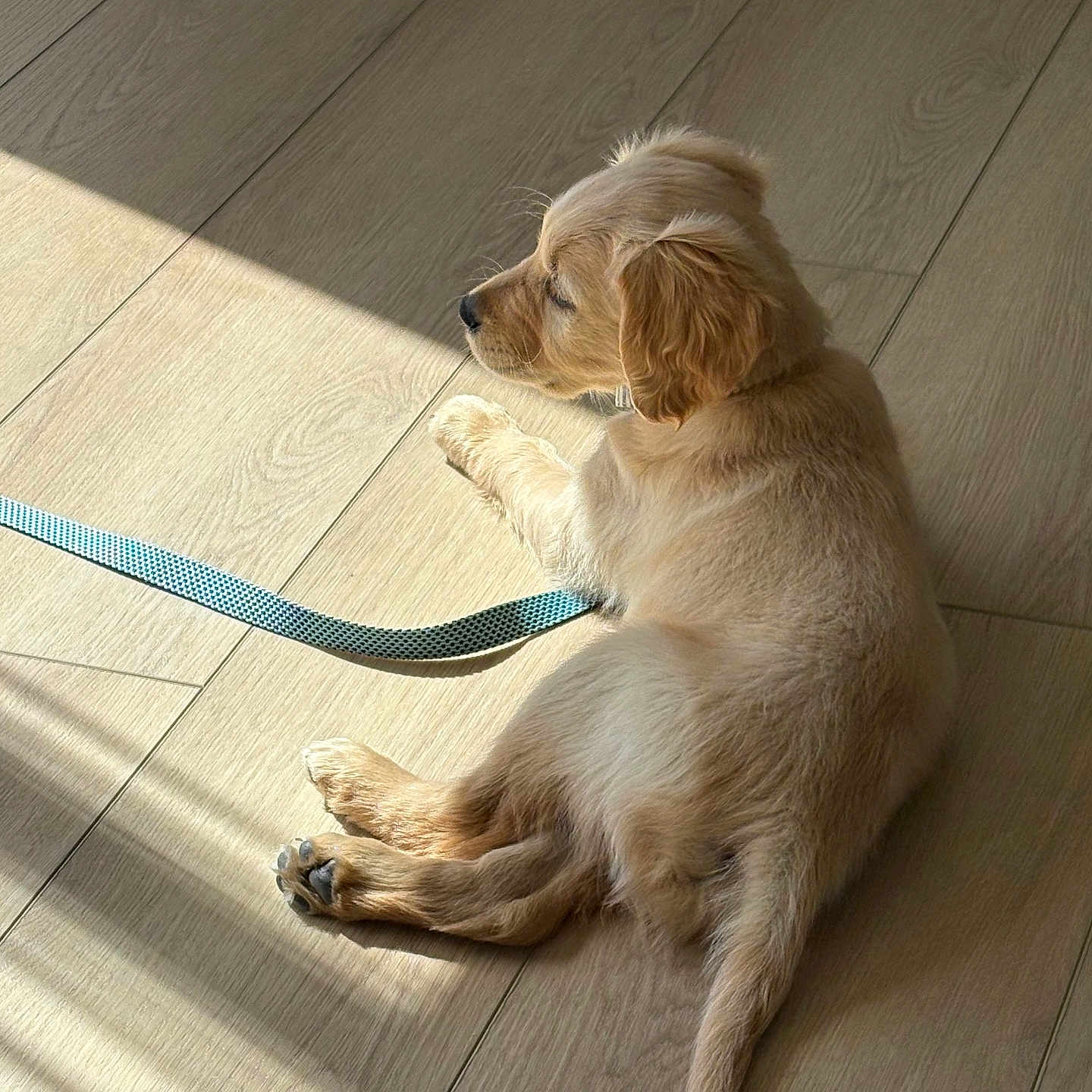 Charlie is registered to the contest to win money with this photo: puppy, dog, golden_retriever, floor, wooden_floor, leash, sunlight, shadow, pet, animal, cute, furry, young, indoor, resting, relaxed, side_view, domestic_animal, small, canine