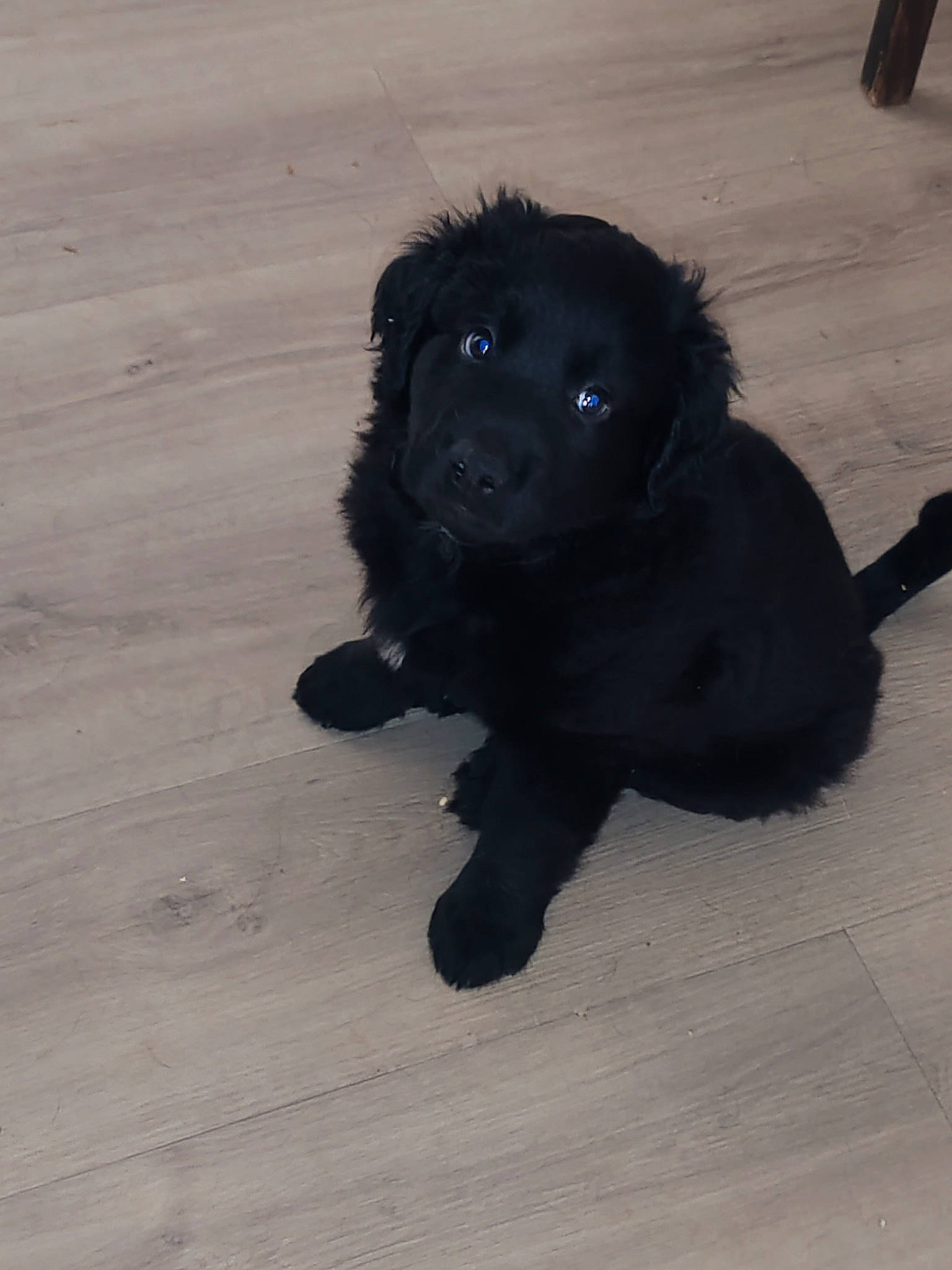 Wolf a rejoint le concours — aidez-le/la à gagner de superbes lots ! borador, canidae, carnivore, companion_dog, dog, dog_breed, dog_collar, dog_supply, electric_blue, flooring, fur, hardwood, paw, shadow, snout, sporting_group, tail, terrestrial_animal, toy_dog, working_animal