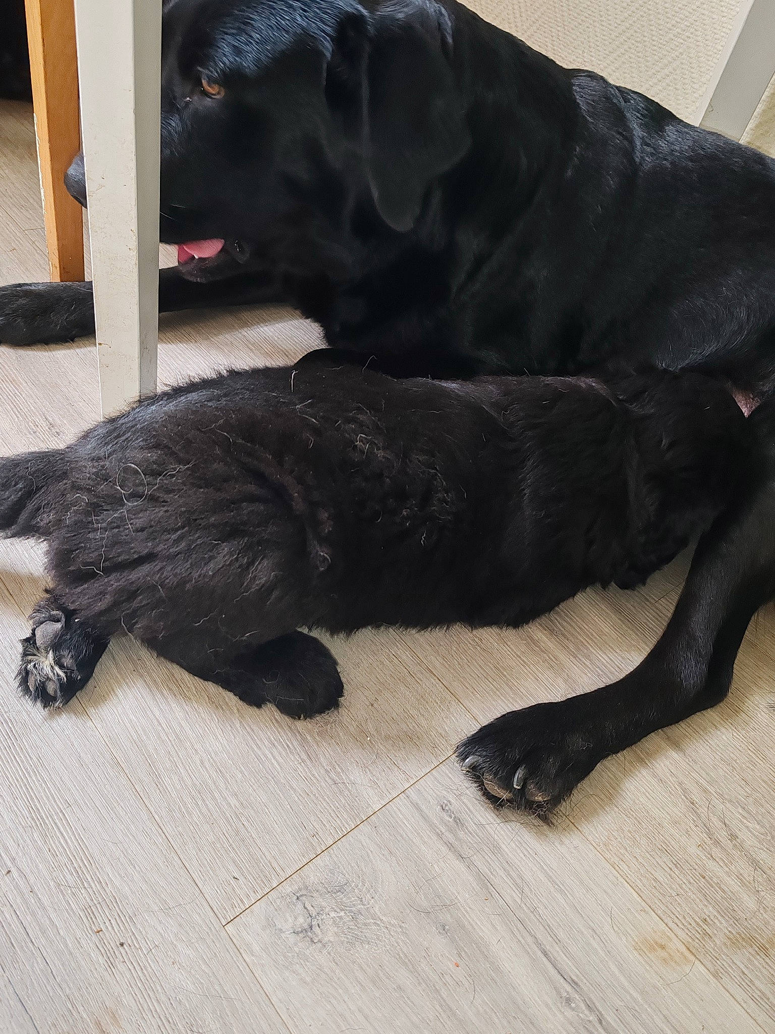 Wolf participe au concours pour gagner de l'argent avec cette photo : borador, canidae, carnivore, claw, comfort, companion_dog, dog, dog_breed, fawn, felidae, flooring, fur, gun_dog, hardwood, liver, snout, tail, terrestrial_animal, vertebrate, working_animal