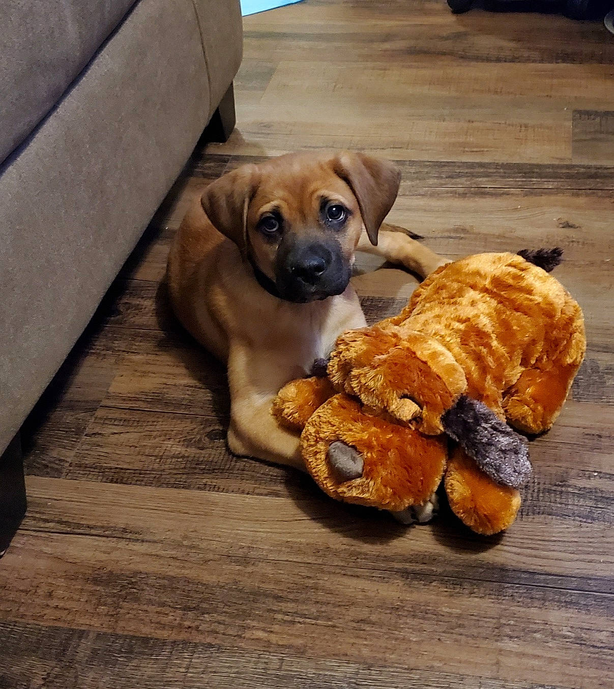 Gray'Cee joined the competition — help win amazing prizes! canidae, carnivore, collar, comfort, companion_dog, dog, dog_breed, dog_supply, fawn, floor, flooring, hardwood, liver, paw, pet_supply, snout, sporting_group, tail, wood, working_animal