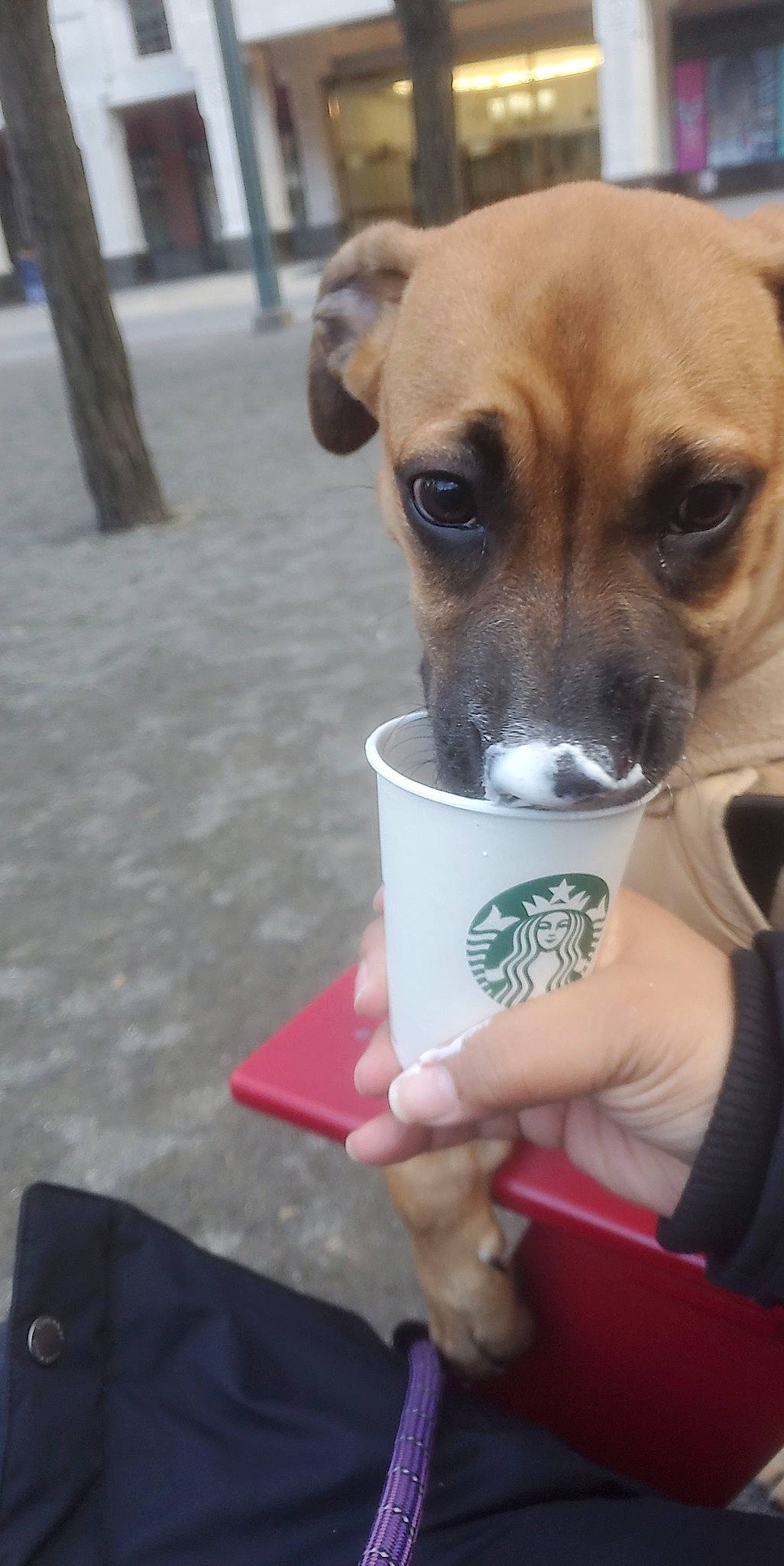 Gray'Cee is registered to the contest to win money with this photo: canidae, carnivore, chihuahua, companion_dog, cup, dog, dog_breed, dog_supply, drink, drinkware, fast_food, fawn, ingredient, pet_supply, snout, tableware, toy_dog, whiskers, working_animal