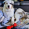 dog, pet, sofa, cushion, quilt, toy, red, white, grey, blue_eye, brown_eye, fluffy, indoor, relaxed, paw, nose, fur, animal, home, resting