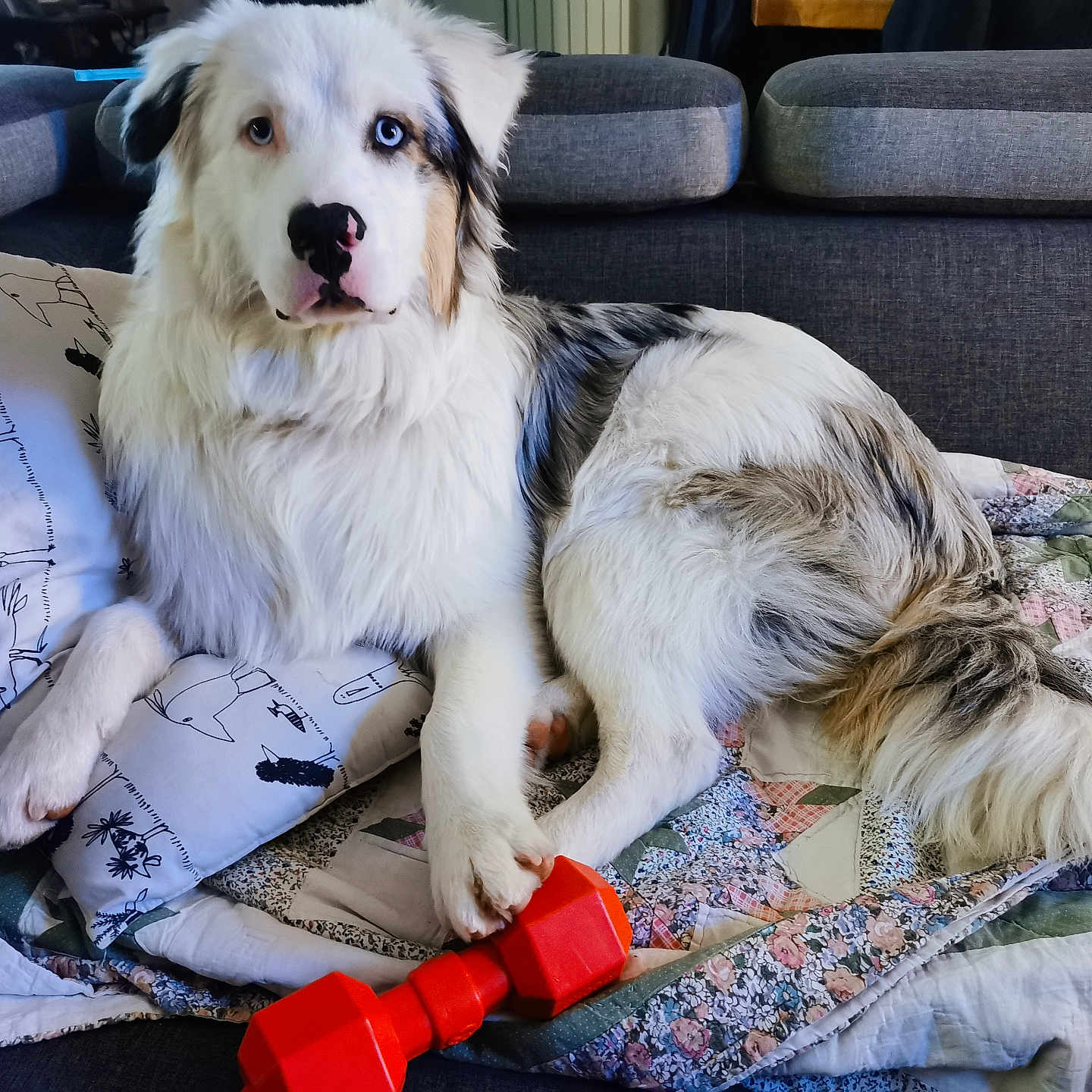 Bobby a rejoint le concours — aidez-le/la à gagner de superbes lots ! dog, pet, sofa, cushion, quilt, toy, red, white, grey, blue_eye, brown_eye, fluffy, indoor, relaxed, paw, nose, fur, animal, home, resting