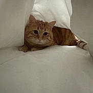 Minou a rejoint le concours — aidez-le/la à gagner de superbes lots ! cat, ginger_cat, tabby, pet, indoor, blanket, white, cozy, fur, animal, cute, resting, curious, soft, tent, comfort, domestic, whiskers, ears, lying_down