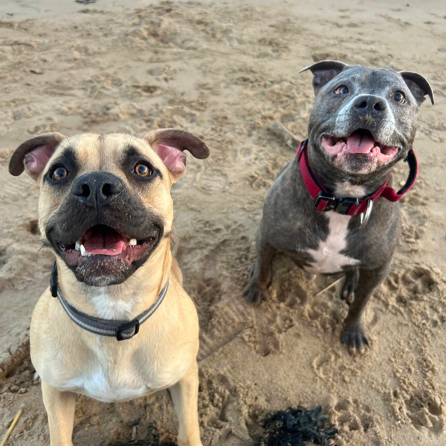 Rocco Lee joined the competition — help win amazing prizes! animal, beach, boxer, bulldog, canine, coast, dog, face, frenchbulldog, head, nature, outdoors, pet, pitbull, pug, puppy, sea, shoreline, soil, water