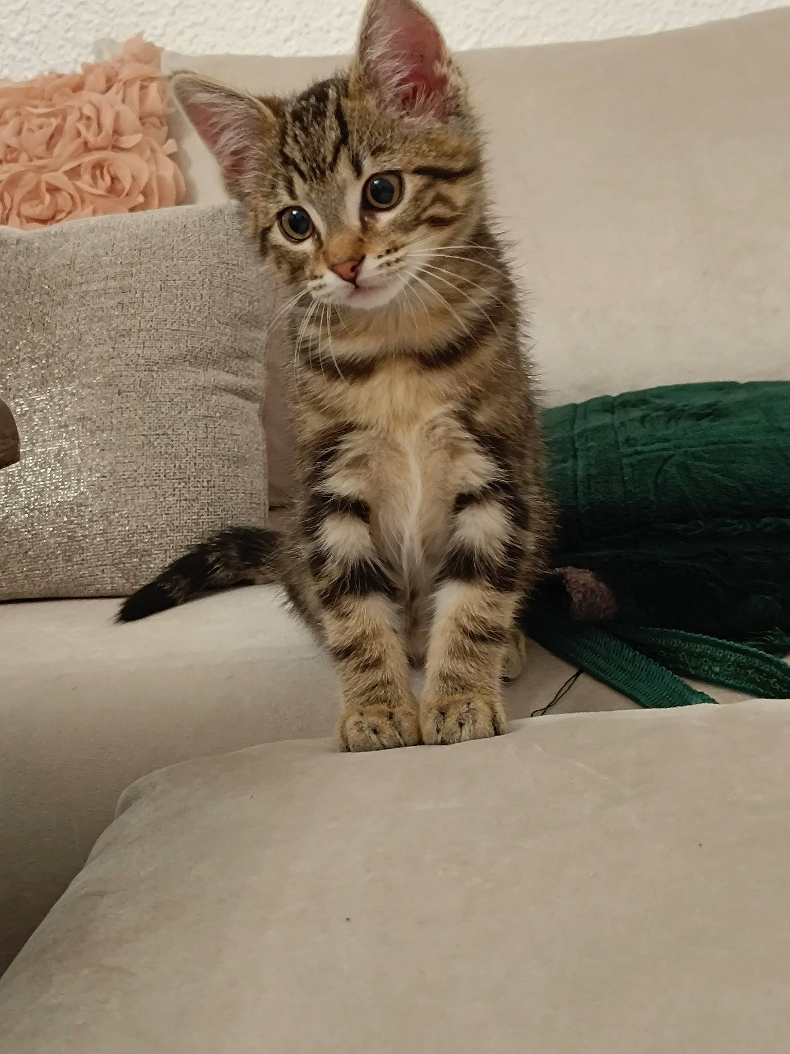 Izidor a rejoint le concours — aidez-le/la à gagner de superbes lots ! carnivore, cat, claw, comfort, couch, domestic_short_haired_cat, door, eye, felidae, fur, paw, sitting, small_to_medium_sized_cats, snout, tail, terrestrial_animal, whiskers