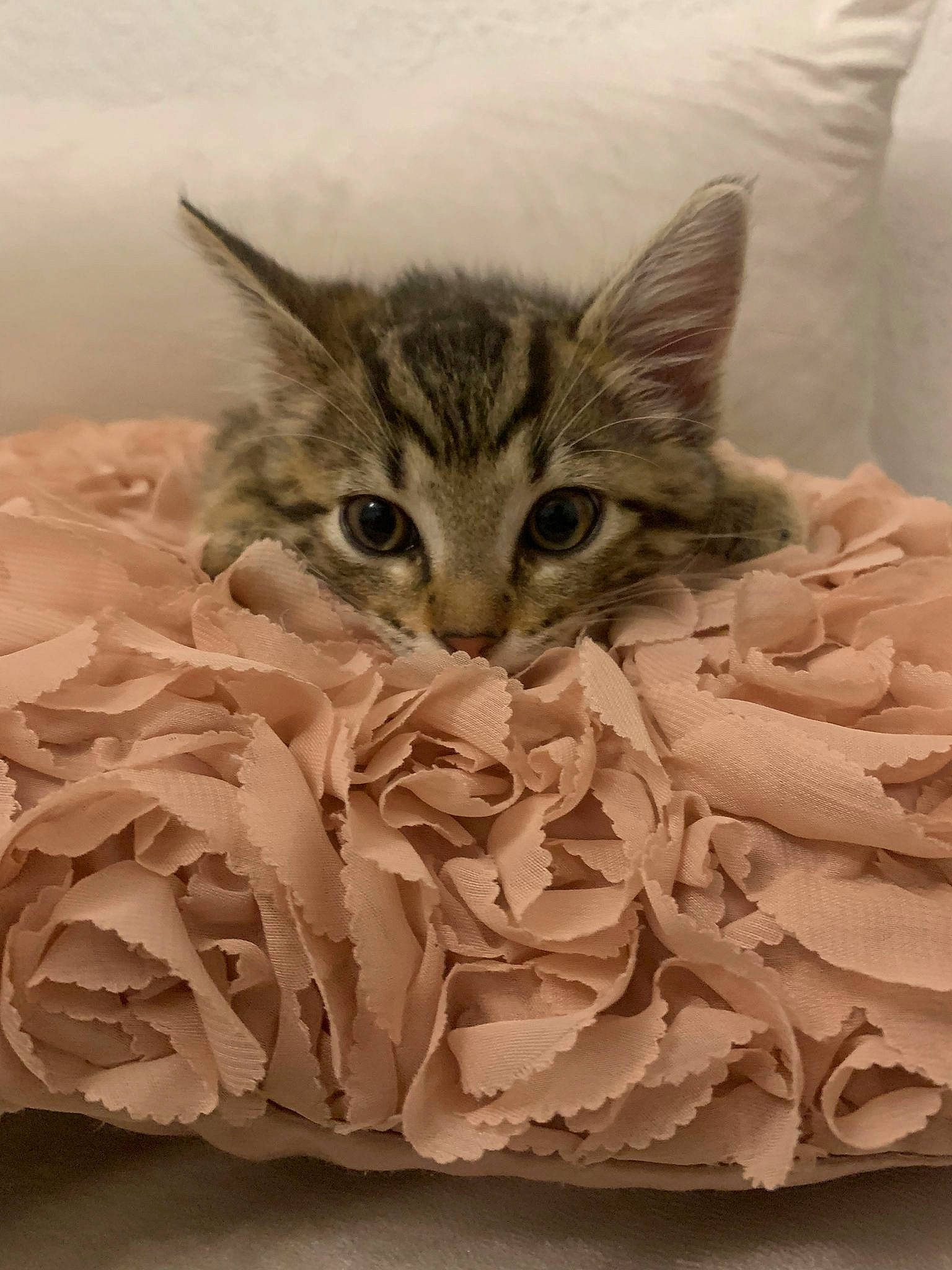 Izidor a rejoint le concours — aidez-le/la à gagner de superbes lots ! art, carnivore, cat, comfort, domestic_short_haired_cat, felidae, fur, linens, paper, paper_product, pattern, paw, small_to_medium_sized_cats, terrestrial_animal, visual_arts, whiskers, wood