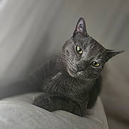 Grisou participe au concours pour gagner de l'argent avec cette photo : cat, gray_cat, pet, animal, feline, indoor, portrait, relaxed, soft_focus, yellow_eyes, curious, whiskers, fur, close_up, domestic_cat, cute, resting, head_tilt, cozy, calm