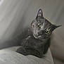 cat, gray_cat, pet, animal, feline, indoor, portrait, relaxed, soft_focus, yellow_eyes, curious, whiskers, fur, close_up, domestic_cat, cute, resting, head_tilt, cozy, calm