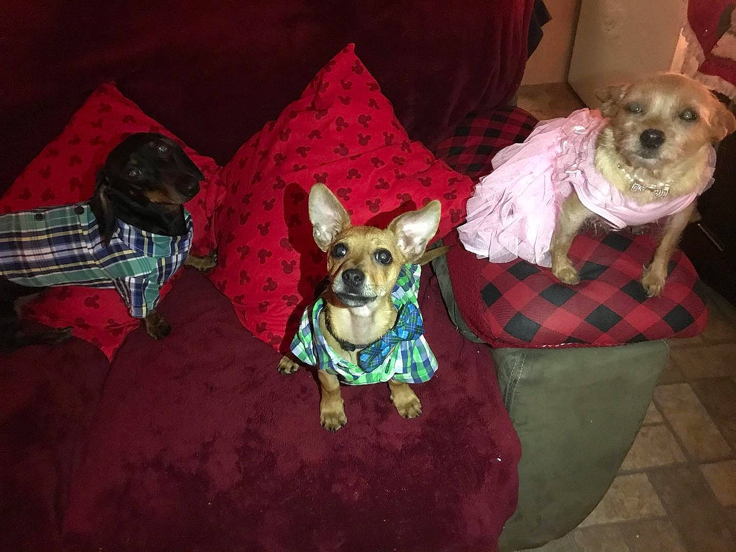 Abby joined the competition — help win amazing prizes! canidae, carnivore, chihuahua, companion_dog, dog, dog_breed, dog_clothes, fawn, mammal, morkie, puppy, toy_dog, vertebrate, yorkshire_terrier