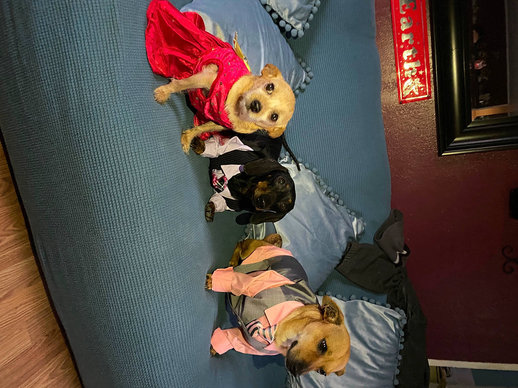 Abby is registered to the contest to win money with this photo: bag, carmine, chair, comfort, couch, curtain, event, fun, hat, lap, luggage_and_bags, orange, picture_frame, plush, room, sitting, stuffed_toy, teddy_bear, textile, toy