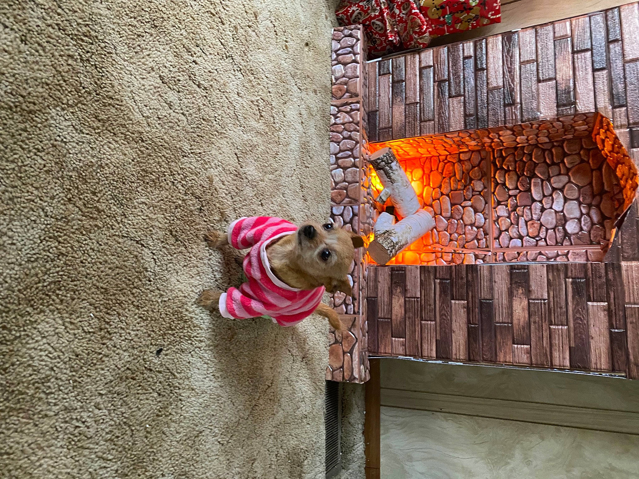 Abby is registered to the contest to win money with this photo: art, building, carnivore, collar, companion_dog, dog, dog_breed, dog_collar, dog_supply, facade, fawn, flooring, house, leash, pet_supply, snout, wall, window, wood, working_animal