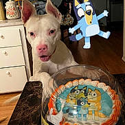 Bluey joined the competition — help win amazing prizes! dog, white_dog, cake, cartoon_characters, animated_character, kitchen, table, curious, pink_nose, celebration, indoor, food, dessert, marble_table, floor, cabinet, pet, animal, playful, mixed_media