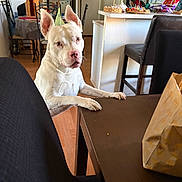 Bluey is registered to the contest to win money with this photo: dog, white_dog, indoor, table, chair, kitchen, refrigerator, snacks, counter, floor, ears, paws, looking, furniture, home, wood_floor, curious, pet, domestic_animal, household
