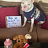 Bluey joined the competition — help win amazing prizes! dog, white_dog, sweater, couch, clipboard, handwritten_note, valentine, plush_toy, rose, heart_shaped, jar, pink, red, table, indoor, decorations, cute, pet, holiday, love