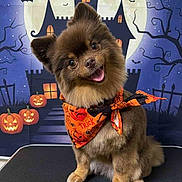 Truffle joined the competition — help win amazing prizes! dog, small_dog, pomeranian, brown_fur, bandana, halloween, pumpkins, jack_o_lantern, haunted_house, full_moon, bats, tongue_out, smiling, sitting, grooming_table, cute, portrait, studio_backdrop, eyes, fluffy