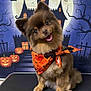 dog, small_dog, pomeranian, brown_fur, bandana, halloween, pumpkins, jack_o_lantern, haunted_house, full_moon, bats, tongue_out, smiling, sitting, grooming_table, cute, portrait, studio_backdrop, eyes, fluffy