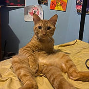 Marbles is registered to the contest to win money with this photo: animal, bed, blue_wall, cat, cozy, curious, cute, fur, furniture, ginger_cat, indoor, paw, pet, playful, posters, relaxed, wall_art, whiskers, wide_eyes, yellow_bedspread